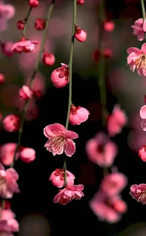 Cherry blossom flower