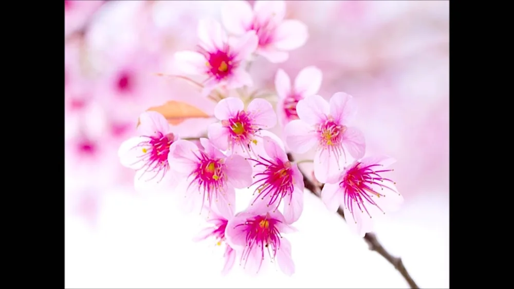 Purple flowers