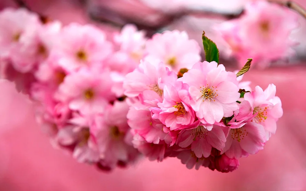 Chubushnik Apple Blossom