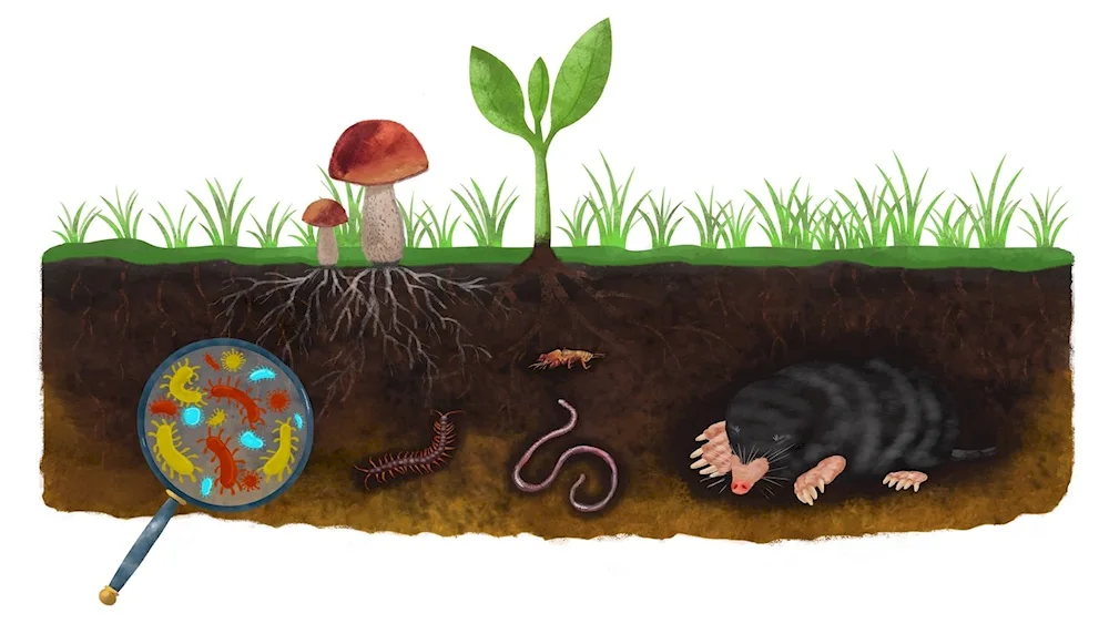 Mole blind mole