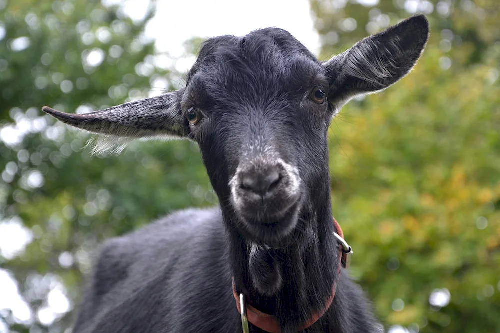 Dumb goat