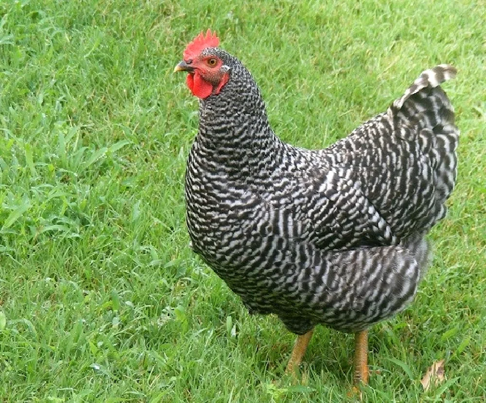 Czech Dominant hens