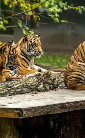 Four Tigers