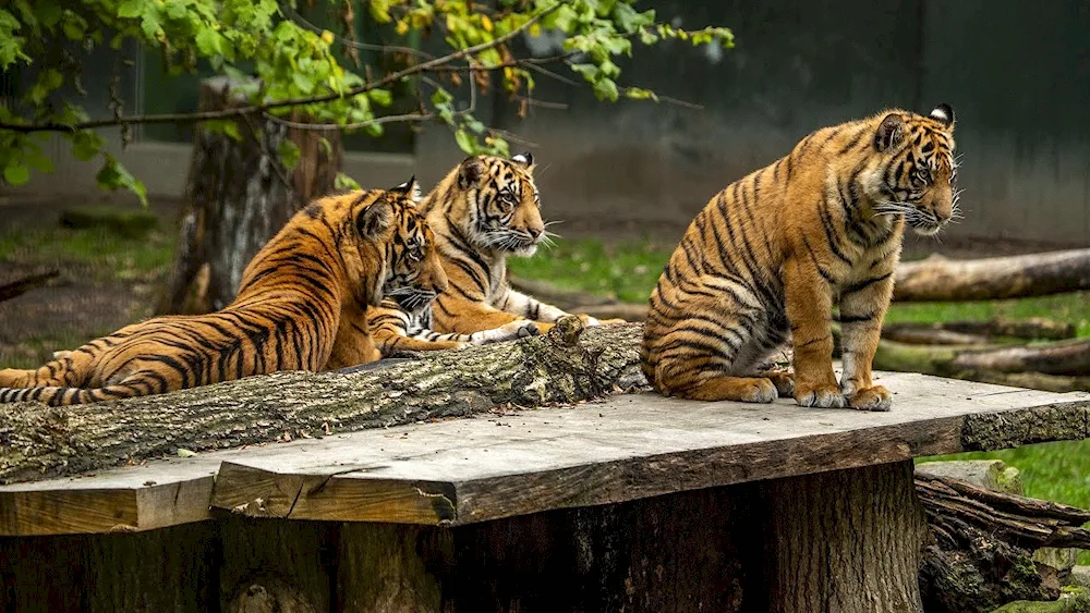 Four Tigers