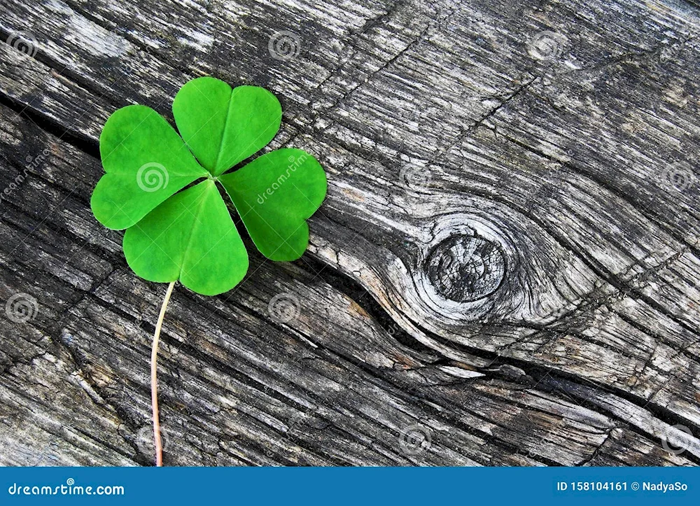 Four-leaf clover for luck