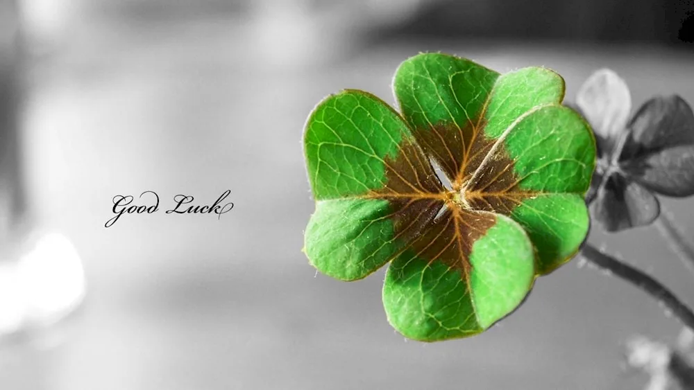 Four-leaf clover for good luck