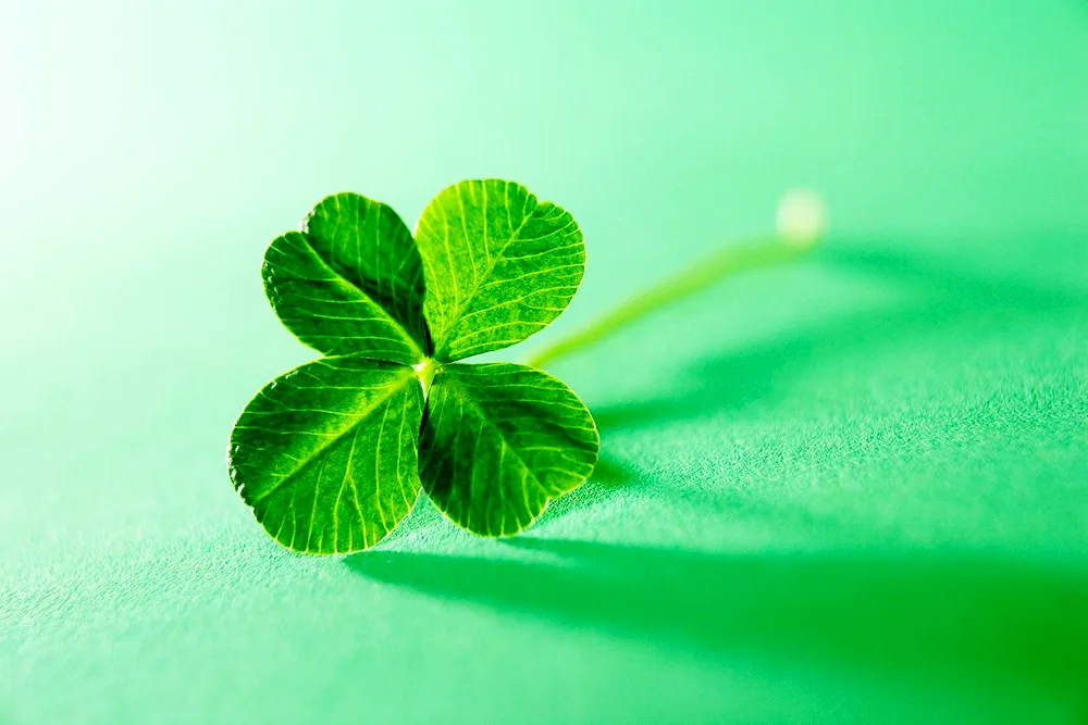 Four-leaf Clover plant