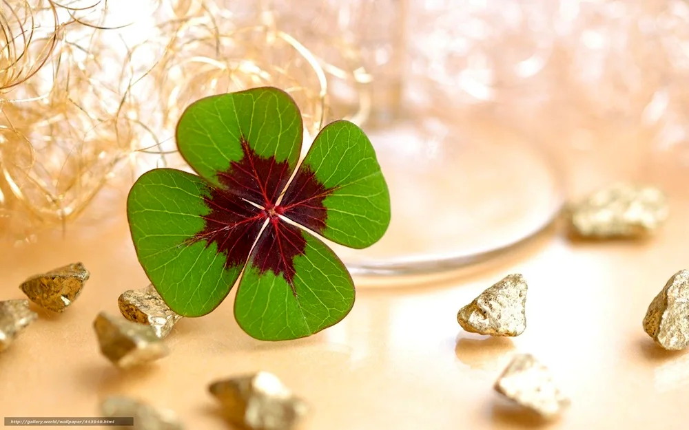 Four-leaf clover for good luck