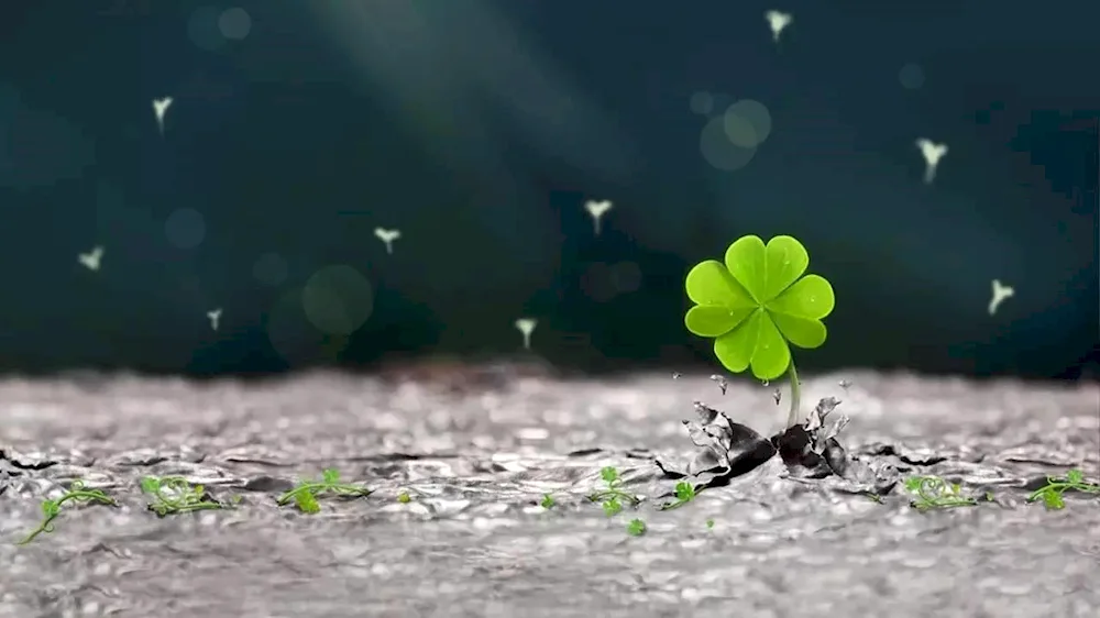 Four-leaf clover good luck symbol