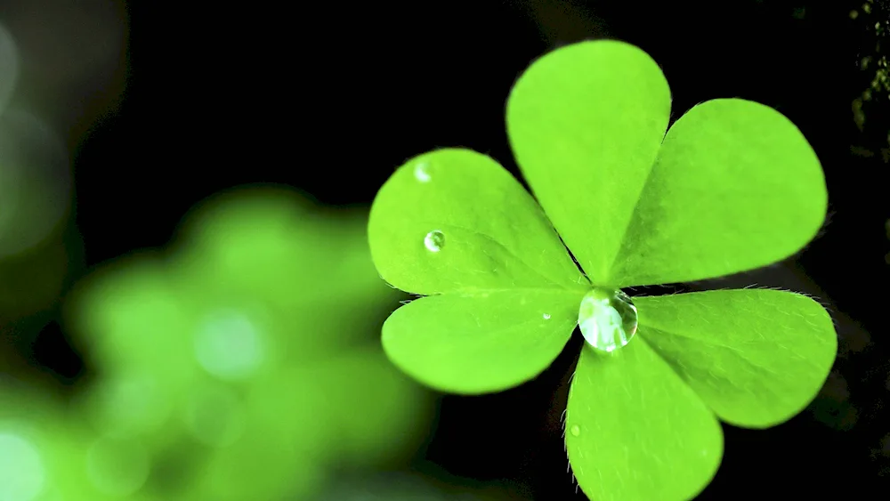 Four-leaf clover symbol