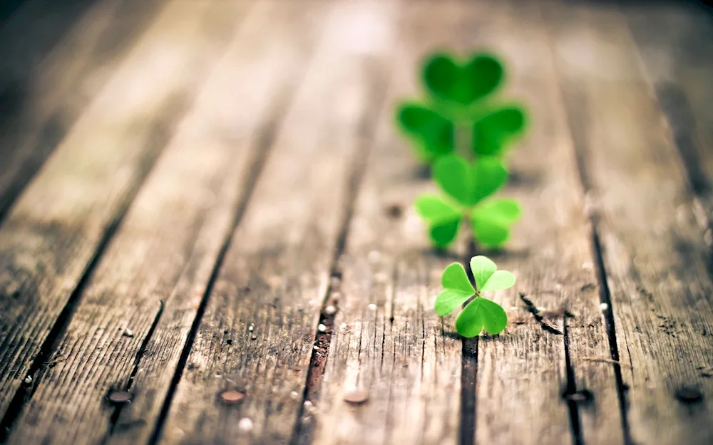 Four-leaf clover symbol of good luck