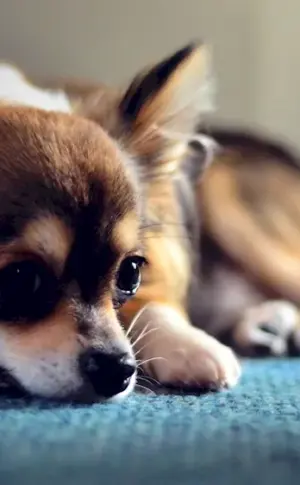 Chihuahua
