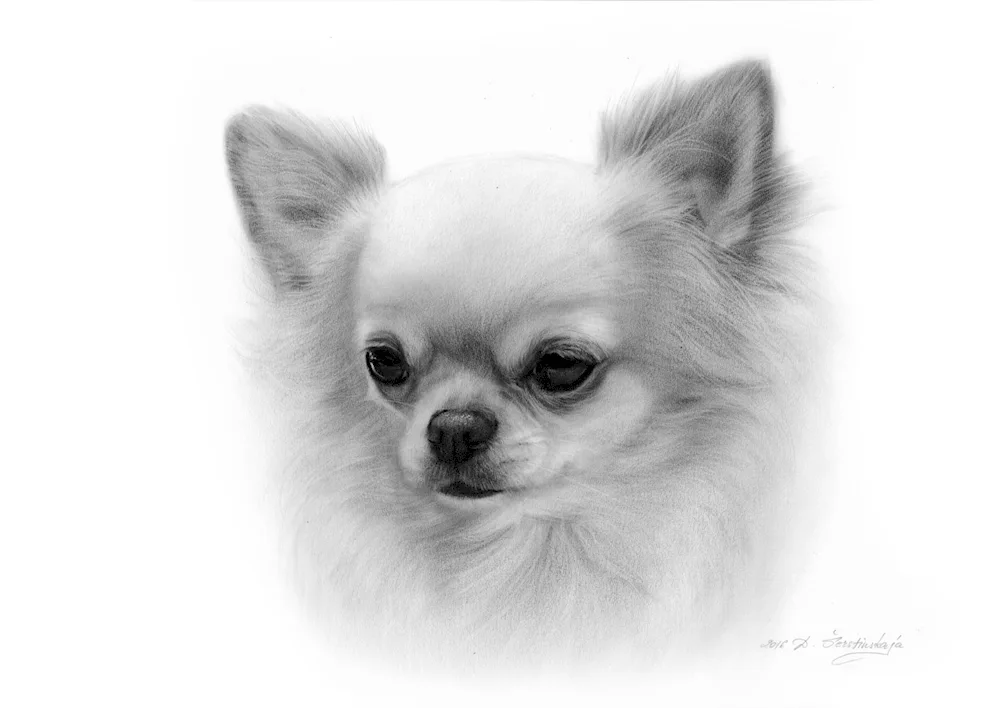 Dogs