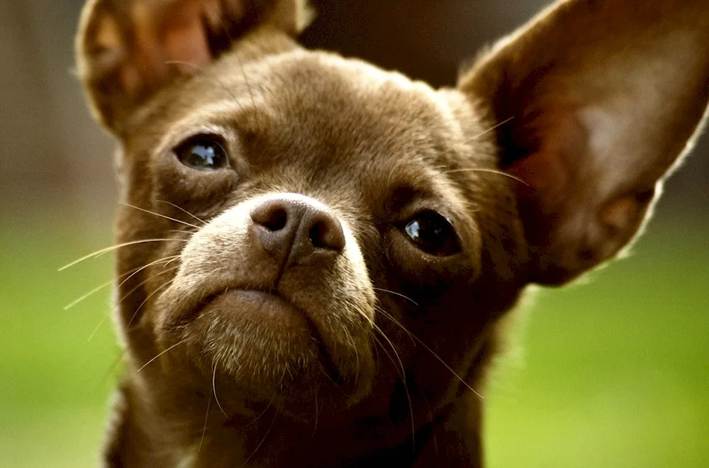 Chihuahua longhair chocolate