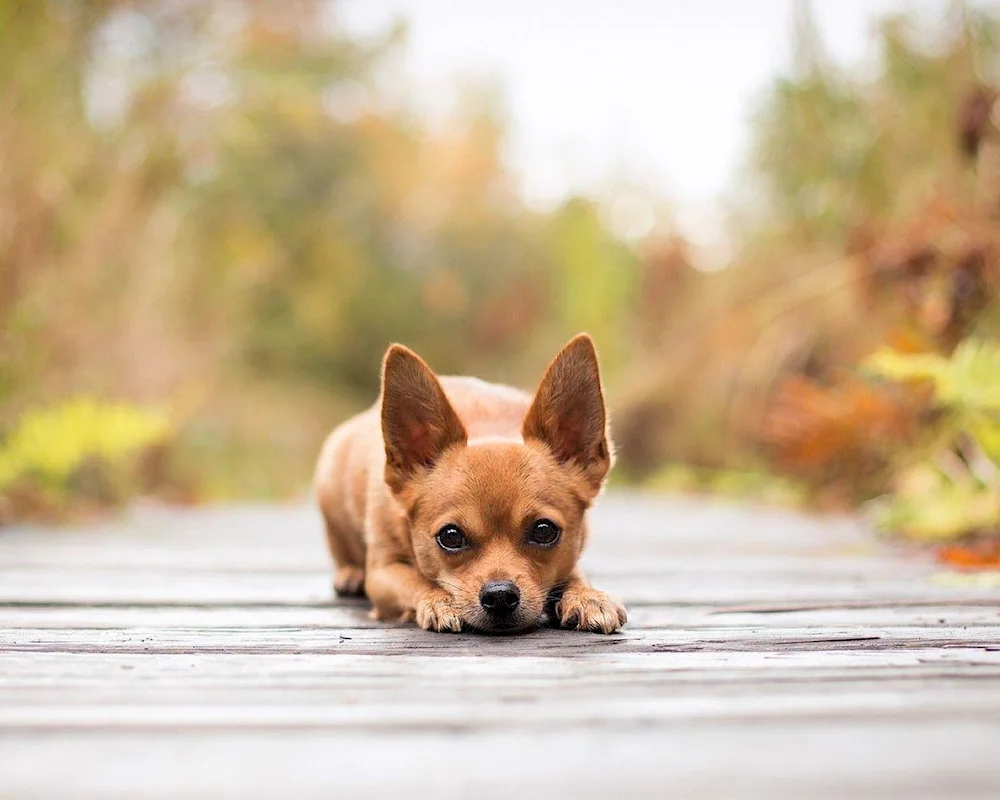 Pomeranian Poopypoo