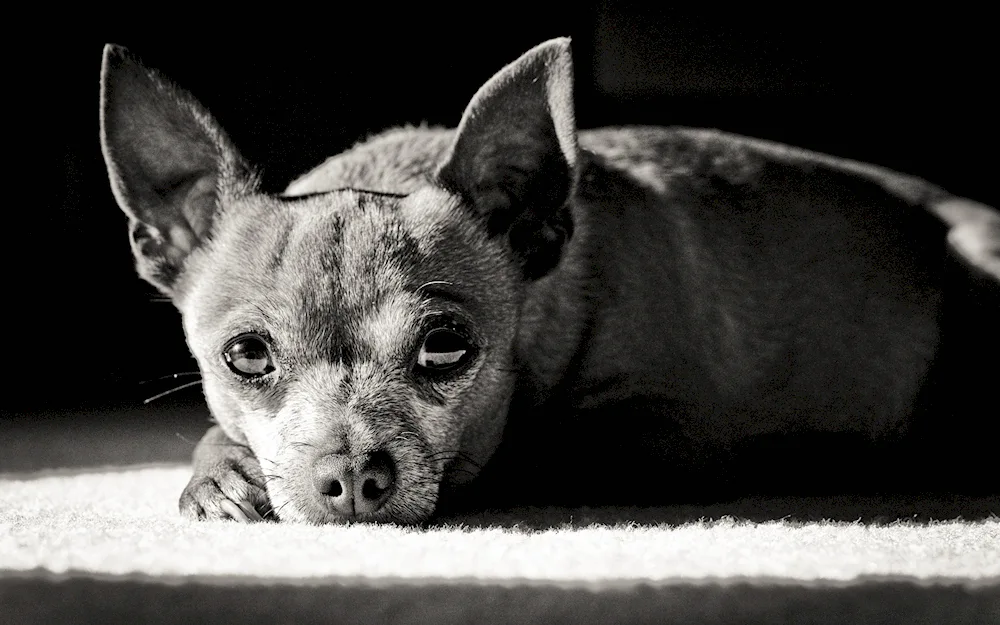 Chihuahua dog breed Chiwawa