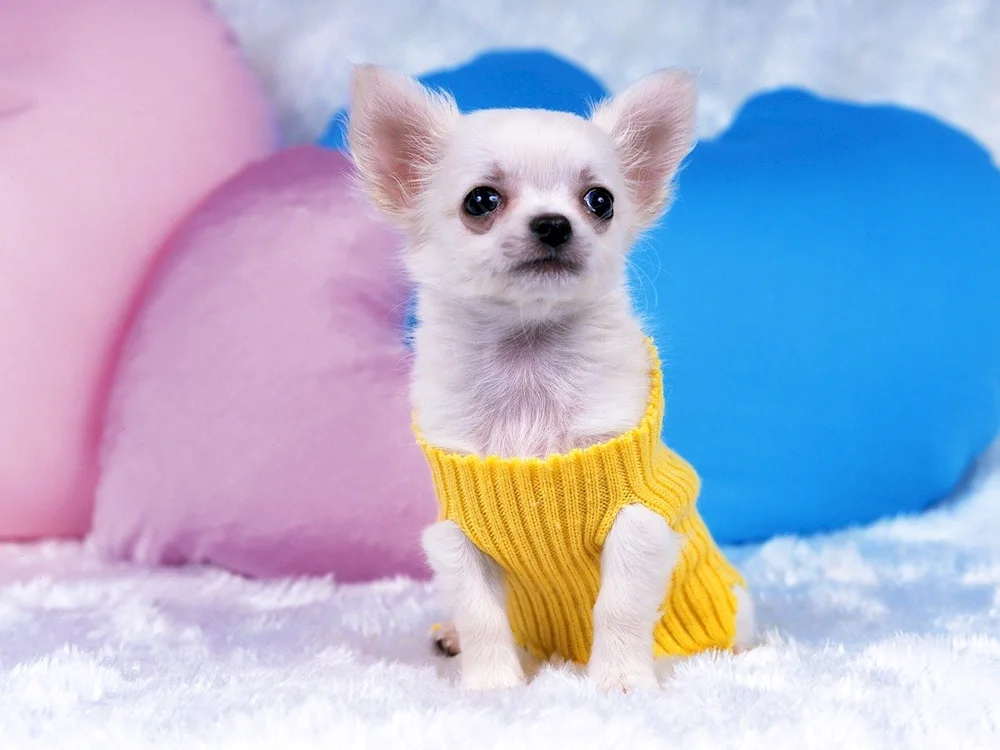 Chihuahua