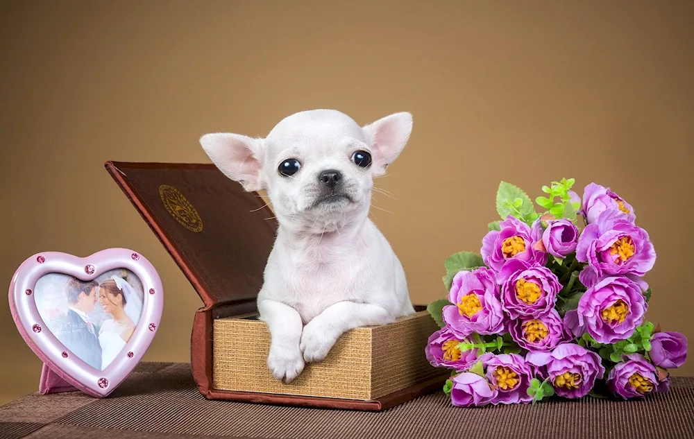 Pomeranian Puppy