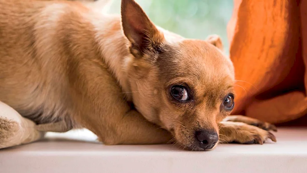 Mexican chihuahua long-haired