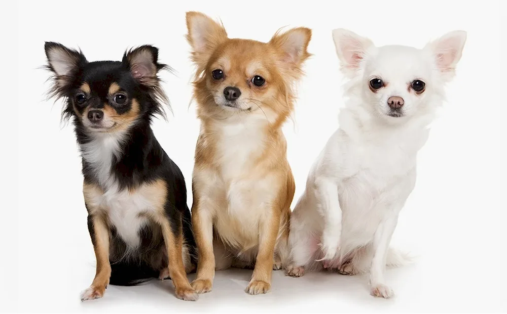 West Highland Terrier dogs