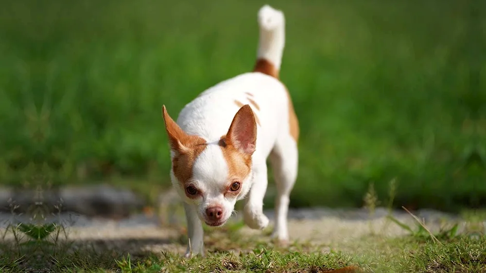 Chihuahua long-haired