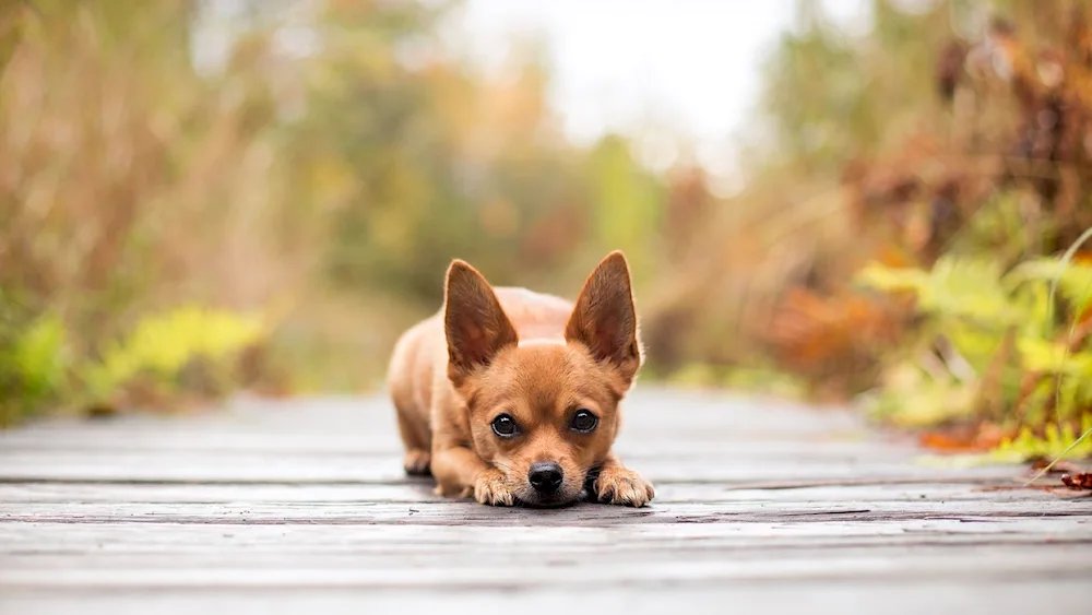 Long-haired pinscher dog