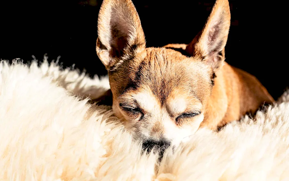 Chihuahua