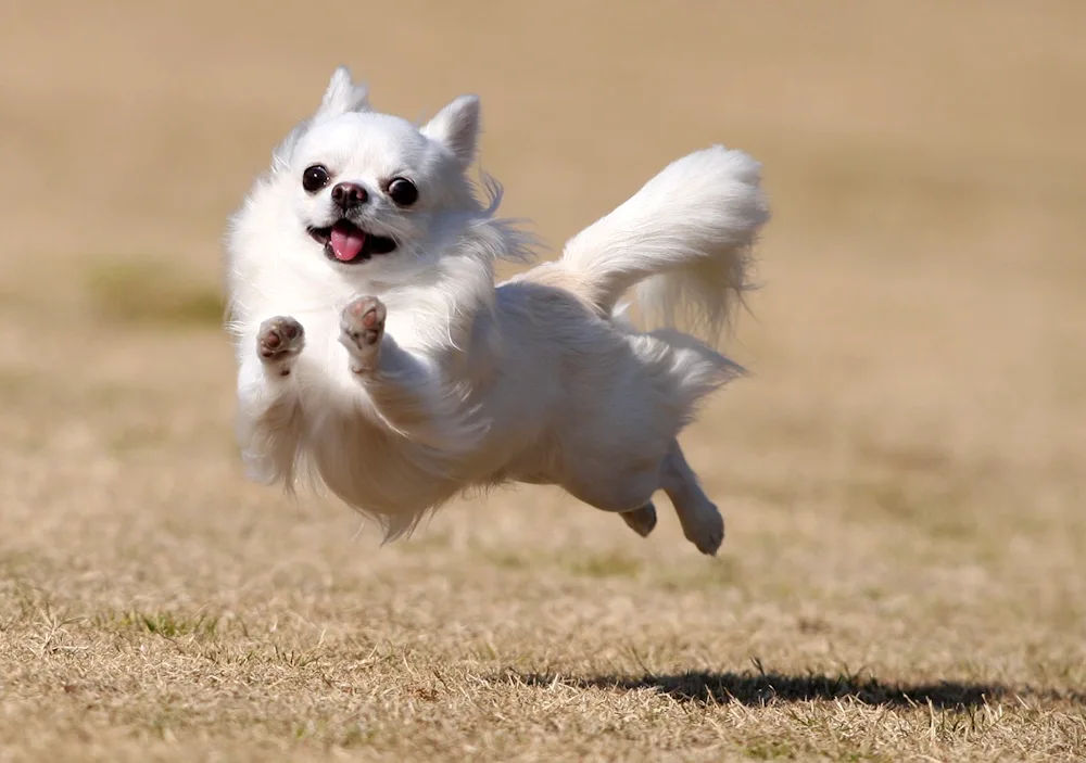 Chihuahua white longhair