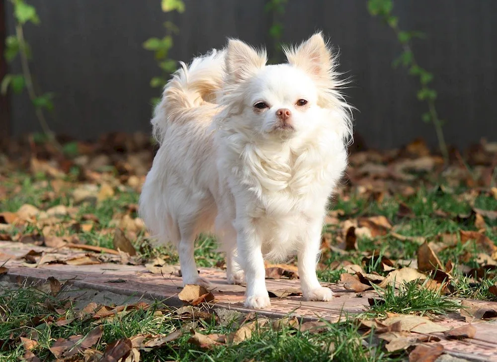 Chihuahua white long-haired