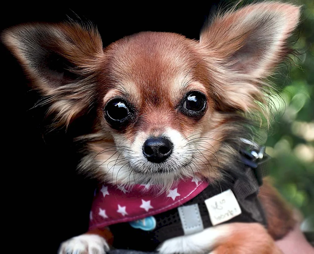 Pinscher Boo