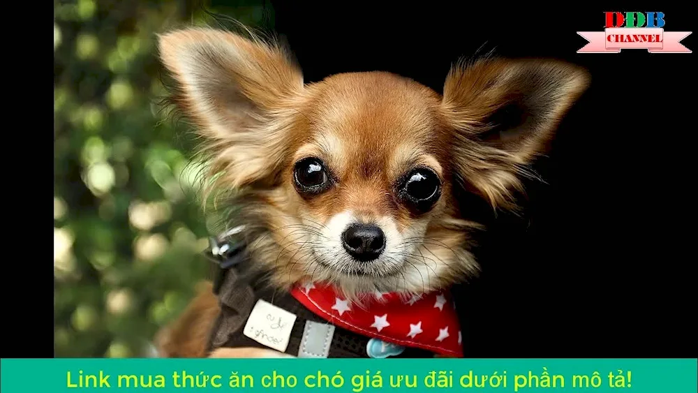 Chihuahua Bubu