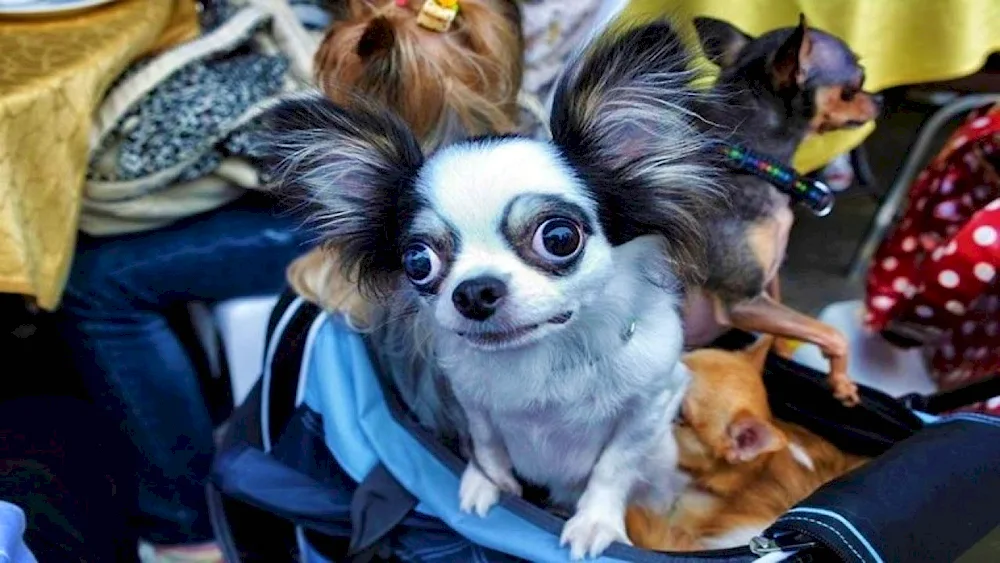 Chihuahua BUBU