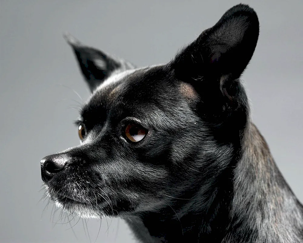 Chihuahua black