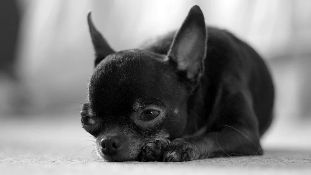 Chihuahua black