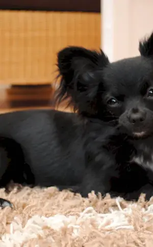 Chihuahua black long-haired