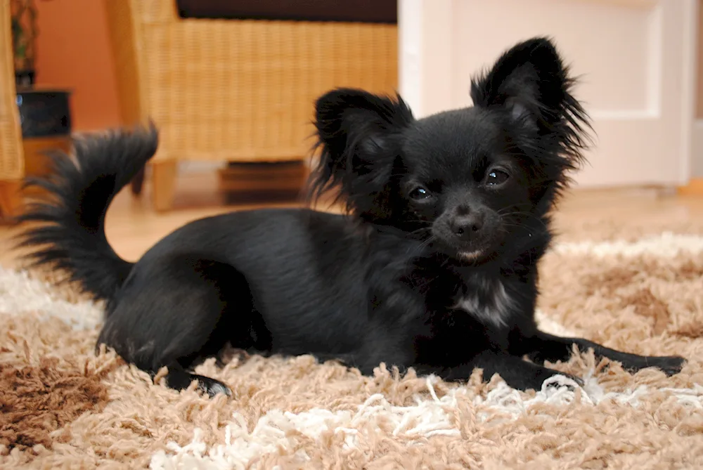 Chihuahua black long-haired