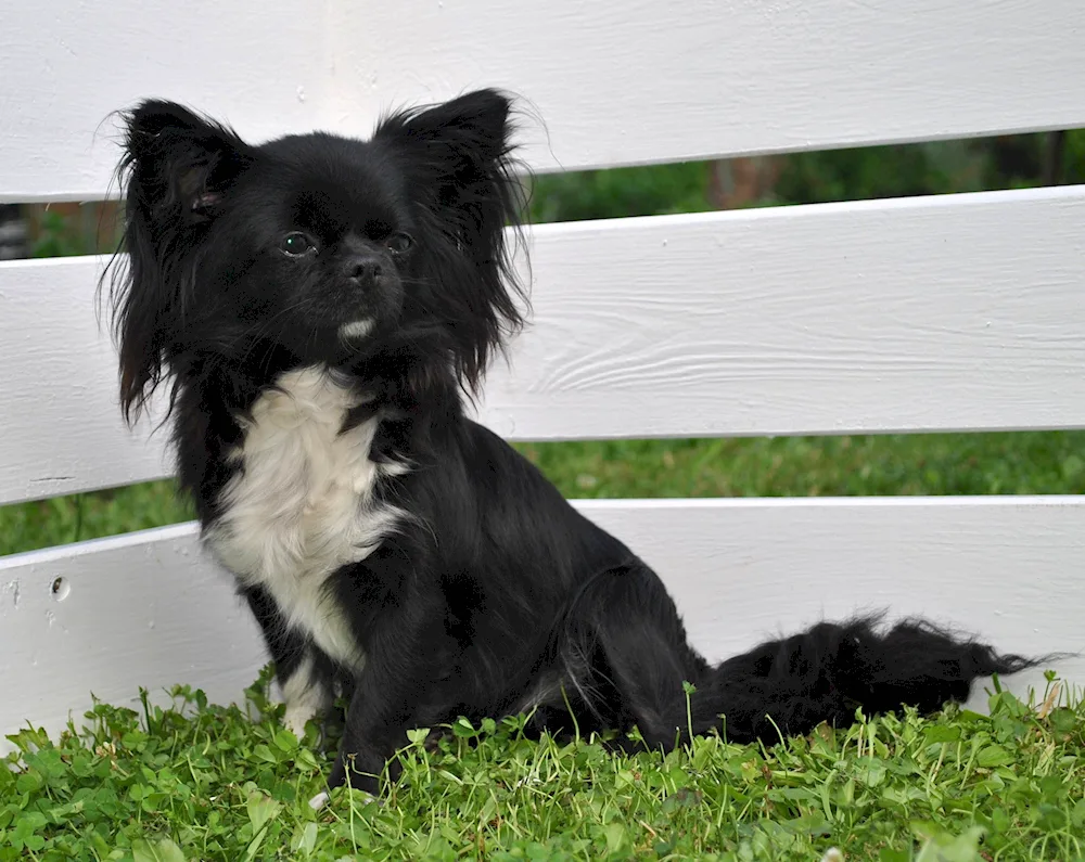 Chihuahua black long-haired