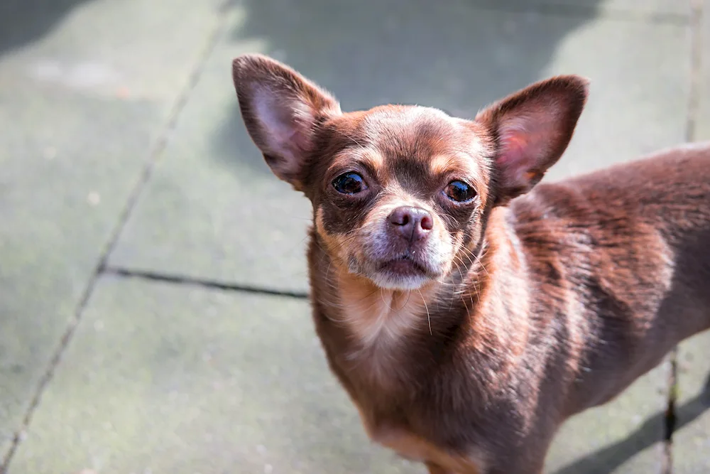 Chihuahua long-haired