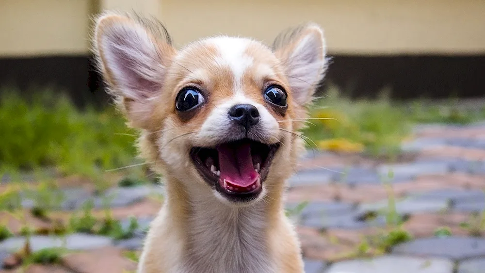 Chinese Crested Dog angry