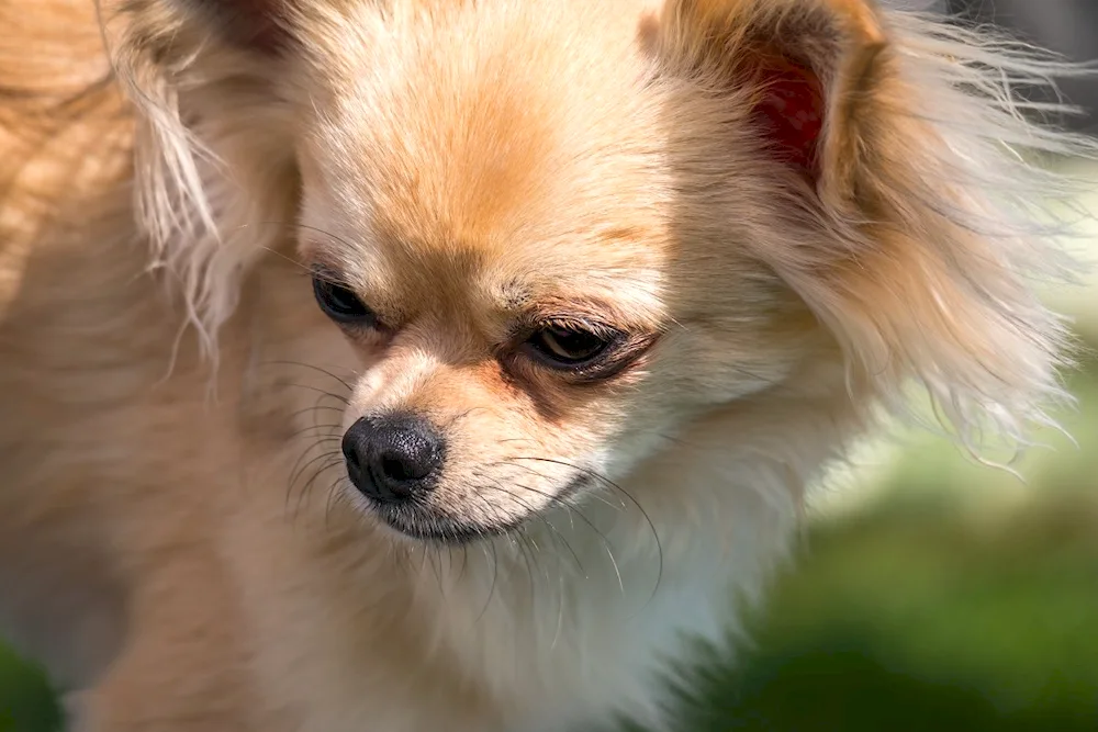 Welsh Spitz