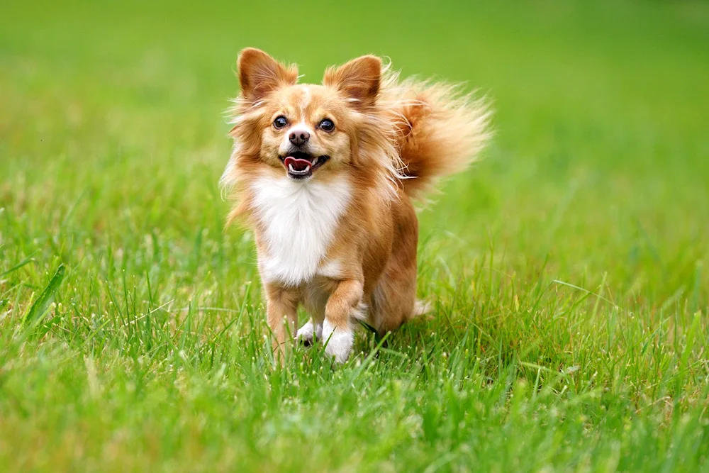 Chihuahua Deer long-haired