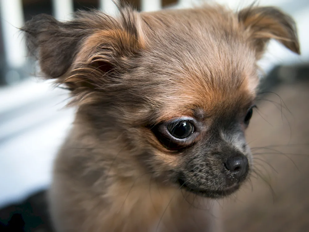 Chihuahua longhair