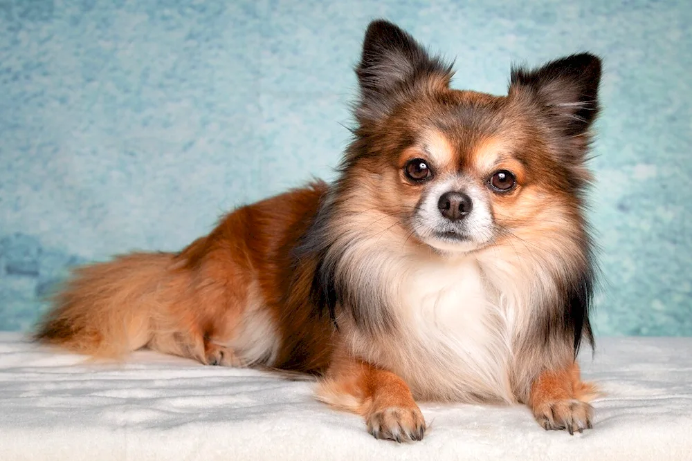 Chihuahua long-haired