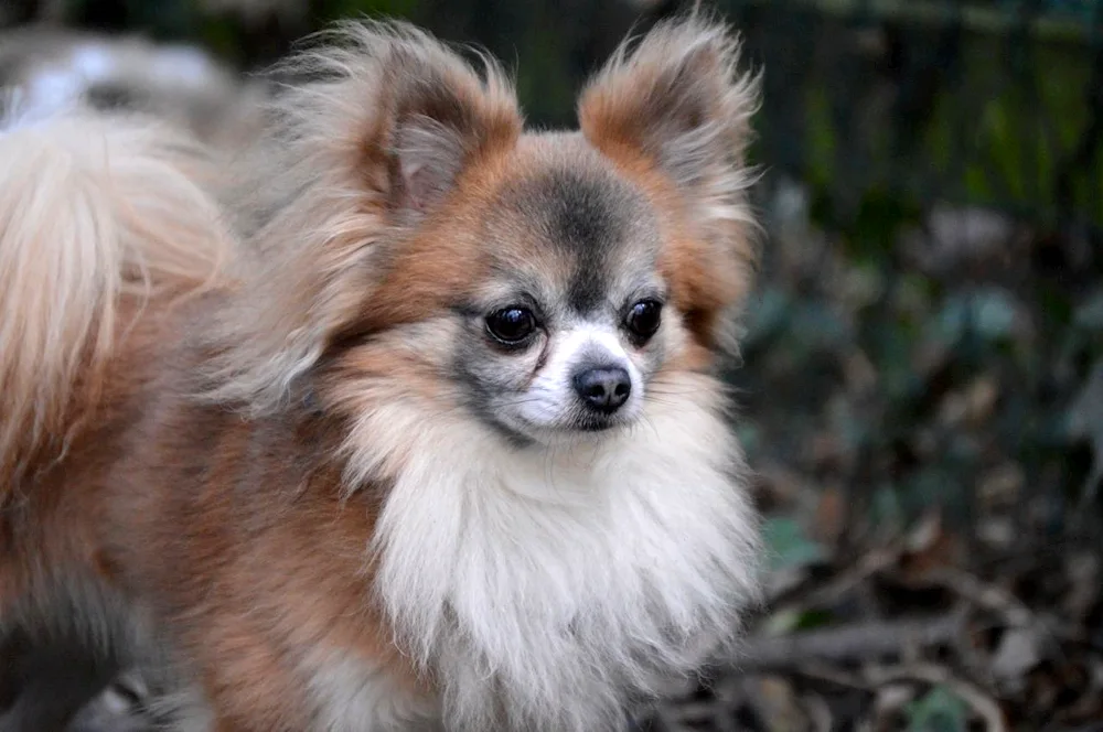 Chihuahua long-haired