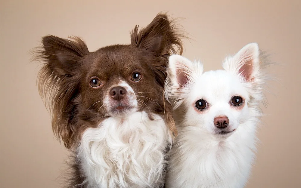 Chihuahua long-haired