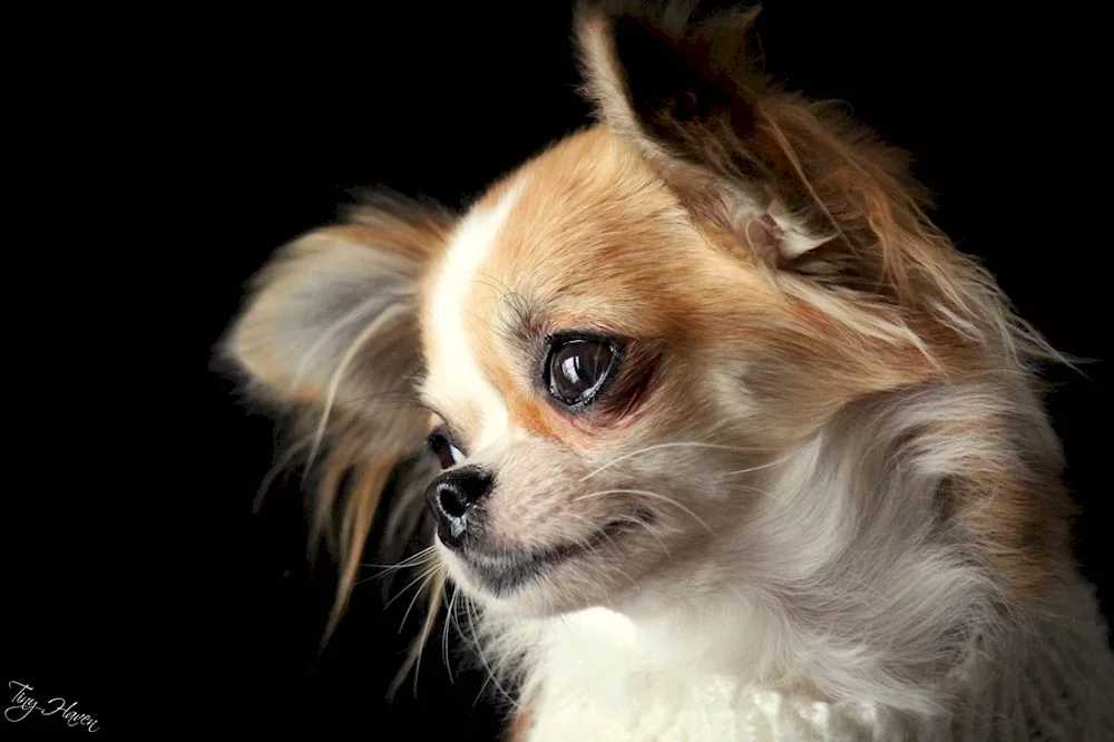 Chihuahua Mini longhair