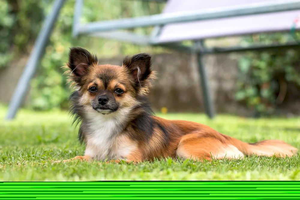 Chihuahua black longhair