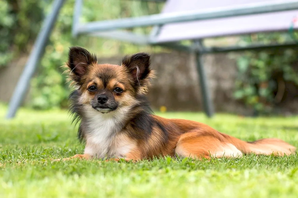 Chihuahua longhaired