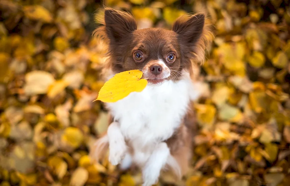 Chihuahua shorthaired