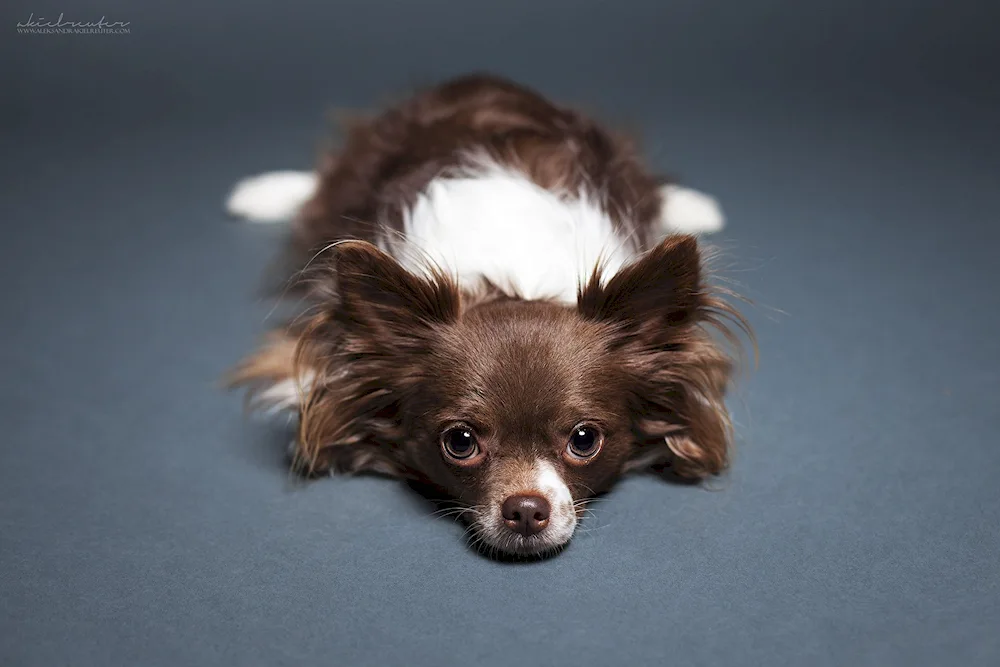 Chihuahua longhair champion